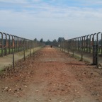 Auschwitz Birkenau - the path to immediate murder
