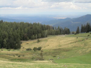 Vosges