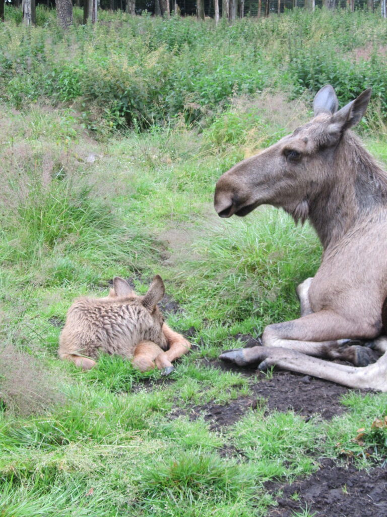 Laganland Elk Park